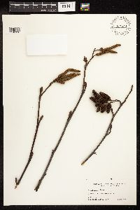 Alnus rubra image