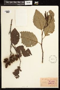 Alnus rubra image