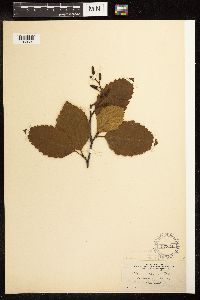 Alnus rubra image