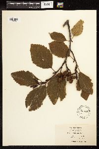 Alnus rubra image
