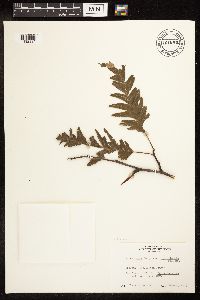 Alnus rubra image