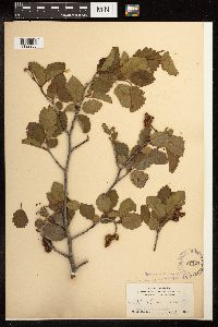 Alnus rubra image