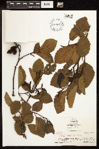 Alnus rubra image
