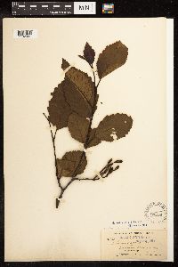 Alnus rubra image