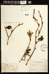 Alnus rubra image