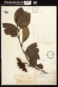 Alnus rubra image