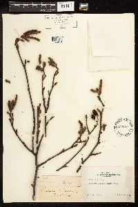 Alnus rubra image