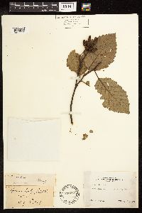 Alnus rubra image