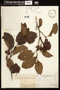 Alnus rubra image