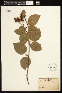Alnus rubra image