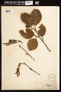 Alnus rubra image
