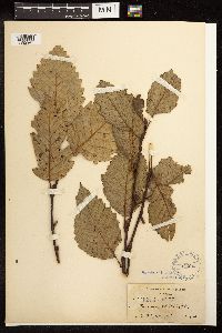 Alnus rubra image