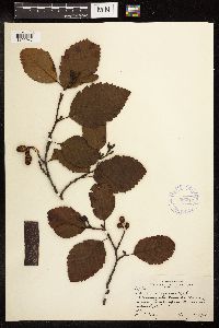 Alnus rubra image