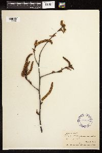 Alnus rubra image
