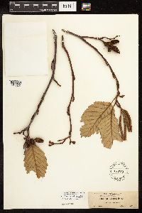 Alnus rubra image