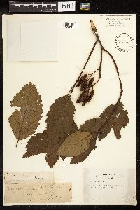Alnus rubra image