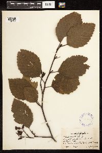 Alnus rubra image
