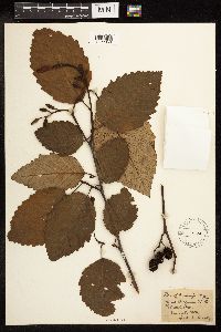 Alnus rubra image