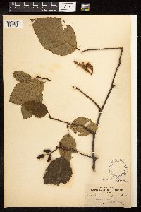 Alnus rubra image