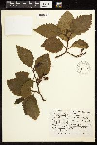 Alnus rubra image