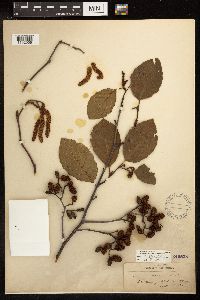 Alnus serrulata image