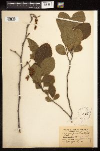 Alnus serrulata image