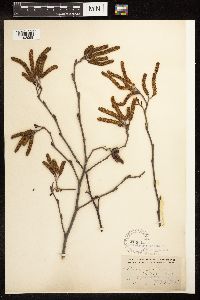 Alnus serrulata image