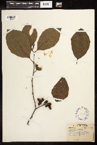 Alnus serrulata image