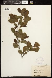 Alnus serrulata image