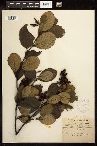 Alnus serrulata image