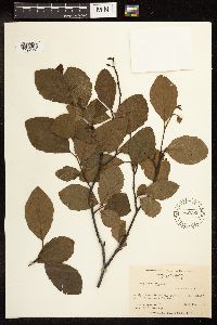 Alnus serrulata image