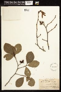 Alnus serrulata image