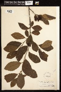 Alnus serrulata image