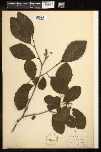 Alnus serrulata image