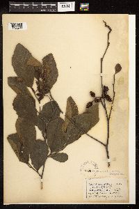 Alnus serrulata image