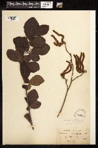 Alnus serrulata image