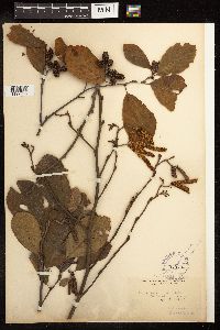 Alnus serrulata image