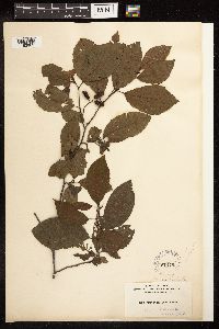 Alnus serrulata image