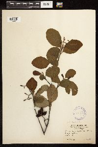 Alnus serrulata image