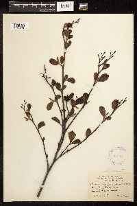 Alnus serrulata image