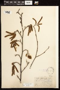 Alnus serrulata image