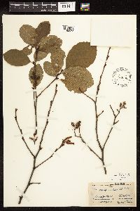 Alnus serrulata image