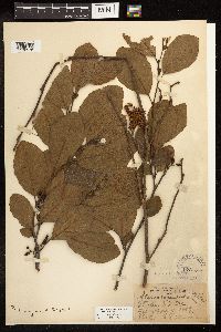 Alnus serrulata image