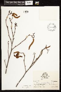 Alnus serrulata image