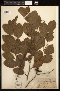 Alnus serrulata image