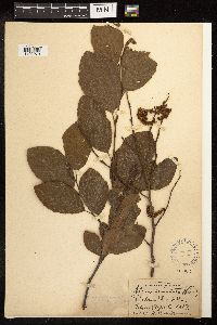 Alnus serrulata image
