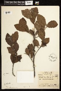Alnus serrulata image