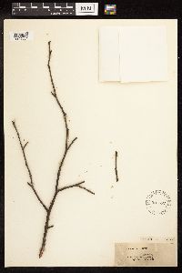 Alnus serrulata image
