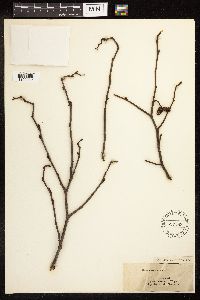 Alnus serrulata image