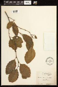 Alnus serrulata image